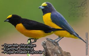 Organiste chlorotique (Euphonia chlorotica - Purple-throated Euphonia) est une espèce des oiseaux de la famille des Fringillidés (Fringillidae)