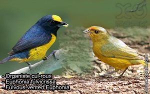 Organiste cul-roux ou Euphonia fulvicrissa est une espèce des oiseaux de la famille des Fringillidés (Fringillidae)