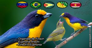 Le Organiste de Finsch (Euphonia finschi - Finsch's Euphonia) est une espèce des oiseaux de la famille des Fringillidés (Fringillidae)