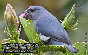 Organiste de Jamaïque (Euphonia finschi - Finsch's Euphonia) est une espèce des oiseaux de la famille des Fringillidés (Fringillidae)