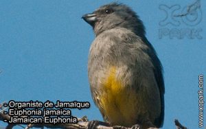 Organiste de Jamaïque (Euphonia finschi - Finsch's Euphonia) est une espèce des oiseaux de la famille des Fringillidés (Fringillidae)