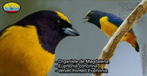 Organiste de la Magdalena (Euphonia jamaica - Jamaican Euphonia) est une espèce des oiseaux de la famille des Fringillidés (Fringillidae)