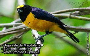 Organiste de la Magdalena (Euphonia jamaica - Jamaican Euphonia) est une espèce des oiseaux de la famille des Fringillidés (Fringillidae)