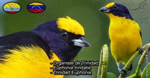 Organiste de Trinidad (Euphonia trinitatis - Trinidad Euphonia) est une espèce des oiseaux de la famille des Fringillidés (Fringillidae)