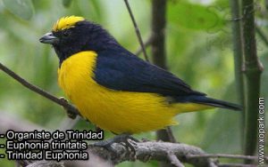 Organiste de Trinidad (Euphonia trinitatis - Trinidad Euphonia) est une espèce des oiseaux de la famille des Fringillidés (Fringillidae)