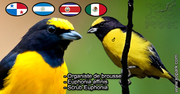 Organiste de brousse (Euphonia affinis - Scrub Euphonia) est une espèce des oiseaux de la famille des Fringillidés (Fringillidae)