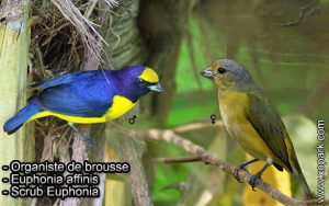 Organiste de brousse (Euphonia affinis - Scrub Euphonia) est une espèce des oiseaux de la famille des Fringillidés (Fringillidae)