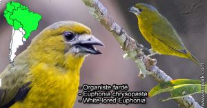 Organiste fardé (Euphonia chrysopasta - White-lored Euphonia) est une espèce des oiseaux de la famille des Fringillidés (Fringillidae)