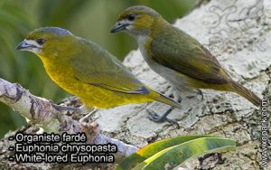 Organiste fardé (Euphonia chrysopasta - White-lored Euphonia) est une espèce des oiseaux de la famille des Fringillidés (Fringillidae)