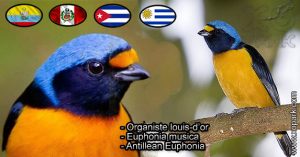 Organiste louis-d'or (Euphonia musica - Antillean Euphonia) est une espèce des oiseaux de la famille des Fringillidés (Fringillidae)
