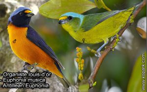 Organiste louis-d'or (Euphonia musica - Antillean Euphonia) est une espèce des oiseaux de la famille des Fringillidés (Fringillidae)