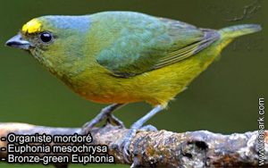 Organiste mordoré (Euphonia mesochrysa - Bronze-green Euphonia) est une espèce des oiseaux de la famille des Fringillidés (Fringillidae)