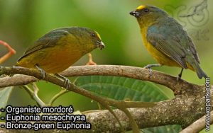 Organiste mordoré (Euphonia mesochrysa - Bronze-green Euphonia) est une espèce des oiseaux de la famille des Fringillidés (Fringillidae)