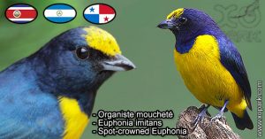 Organiste moucheté (Euphonia imitans - Spot-crowned Euphonia) est une espèce des oiseaux de la famille des Fringillidés (Fringillidae)