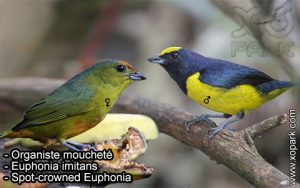 Organiste moucheté (Euphonia imitans - Spot-crowned Euphonia) est une espèce des oiseaux de la famille des Fringillidés (Fringillidae)