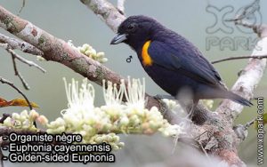 Organiste nègre (Euphonia cayennensis - Golden-sided Euphonia) est une espèce des oiseaux de la famille des Fringillidés (Fringillidae)
