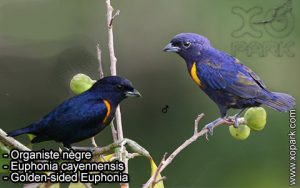 Organiste nègre (Euphonia cayennensis - Golden-sided Euphonia) est une espèce des oiseaux de la famille des Fringillidés (Fringillidae)