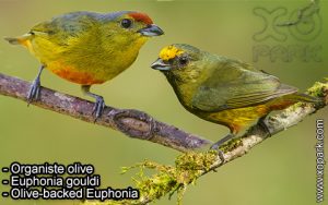 Organiste olive (Euphonia gouldi - Olive-backed Euphonia) est une espèce des oiseaux de la famille des Fringillidés (Fringillidae)
