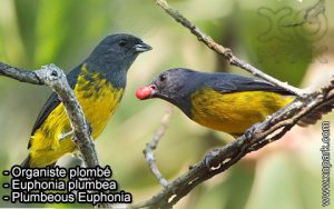 Organiste plombé (Euphonia plumbea - Plumbeous Euphonia) est une espèce des oiseaux de la famille des Fringillidés (Fringillidae)