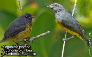 Organiste plombé (Euphonia plumbea - Plumbeous Euphonia) est une espèce des oiseaux de la famille des Fringillidés (Fringillidae)