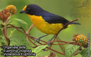 Organiste téïté (Euphonia violacea - Violaceous Euphonia) est une espèce des oiseaux de la famille des Fringillidés (Fringillidae)