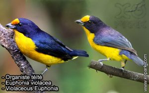 Organiste téïté (Euphonia violacea - Violaceous Euphonia) est une espèce des oiseaux de la famille des Fringillidés (Fringillidae)