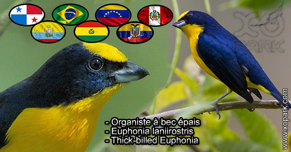Organiste à bec épais (Euphonia laniirostris - Thick-billed Euphonia) est une espèce des oiseaux de la famille des Fringillidés (Fringillidae)