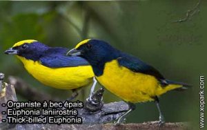 Organiste à bec épais est une espèce des oiseaux de la famille des Fringillidés (Fringillidae)