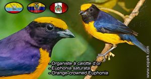 Organiste à calotte d'or (Euphonia saturata - Orange-crowned Euphonia) est une espèce des oiseaux de la famille des Fringillidés (Fringillidae)