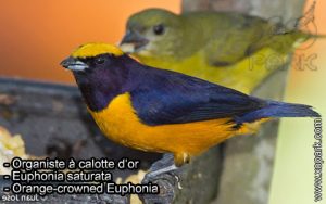 Organiste à calotte d'or (Euphonia saturata - Orange-crowned Euphonia) est une espèce des oiseaux de la famille des Fringillidés (Fringillidae)