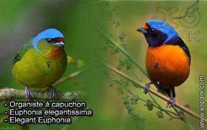 Organiste à capuchon (Euphonia elegantissima - Elegant Euphonia) est une espèce des oiseaux de la famille des Fringillidés (Fringillidae)