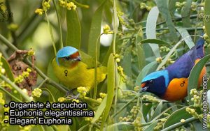 Organiste à capuchon (Euphonia elegantissima - Elegant Euphonia) est une espèce des oiseaux de la famille des Fringillidés (Fringillidae)