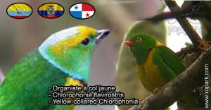 Organiste à col jaune (Chlorophonia flavirostris - Yellow-collared Chlorophonia) est une espèce des oiseaux de la famille des Fringillidés (Fringillidae)