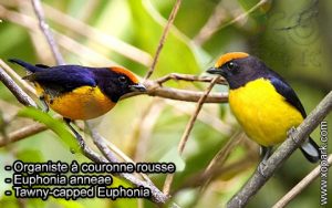 Organiste à couronne rousse (Euphonia anneae - Tawny-capped Euphonia) est une espèce des oiseaux de la famille des Fringillidés (Fringillidae)