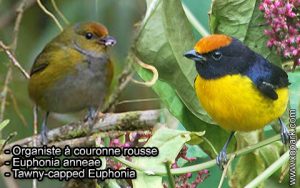Organiste à couronne rousse (Euphonia anneae - Tawny-capped Euphonia) est une espèce des oiseaux de la famille des Fringillidés (Fringillidae)