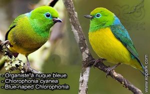 Organiste à nuque bleue (Chlorophonia cyanea - Blue-naped Chlorophonia) est une espèce des oiseaux de la famille des Fringillidés (Fringillidae)