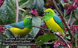 Organiste à nuque bleue (Chlorophonia cyanea - Blue-naped Chlorophonia) est une espèce des oiseaux de la famille des Fringillidés (Fringillidae)