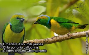 Organiste à sourcils jaunes (Chlorophonia callophrys - Golden-browed Chlorophonia) est une espèce des oiseaux de la famille des Fringillidés (Fringillidae)