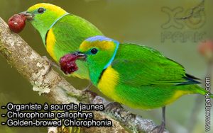 Organiste à sourcils jaunes (Chlorophonia callophrys - Golden-browed Chlorophonia) est une espèce des oiseaux de la famille des Fringillidés (Fringillidae)