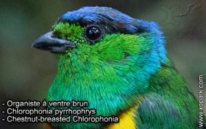 Organiste à ventre brun (Chlorophonia pyrrhophrys - Chestnut-breasted Chlorophonia) est une espèce des oiseaux de la famille des Fringillidés (Fringillidae)