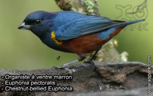 Organiste à ventre marron ou Euphonia pectoralis est une espèce des oiseaux de la famille des Fringillidés (Fringillidae)