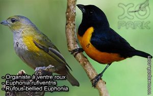 Organiste à ventre roux (Euphonia rufiventris - Rufous-bellied Euphonia) est une espèce des oiseaux de la famille des Fringillidés (Fringillidae)
