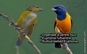 Organiste à ventre roux (Euphonia rufiventris - Rufous-bellied Euphonia) est une espèce des oiseaux de la famille des Fringillidés (Fringillidae)