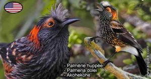 Palmérie huppée (Palmeria dolei - Akohekohe) est une espèce des oiseaux de la famille des Fringillidés (Fringillidae)
