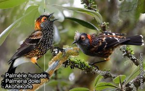 Palmérie huppée (Palmeria dolei - Akohekohe) est une espèce des oiseaux de la famille des Fringillidés (Fringillidae)