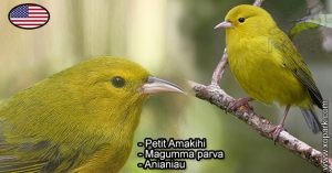 Petit Amakihi (Magumma parva - Anianiau) est une espèce des oiseaux de la famille des Fringillidés (Fringillidae)