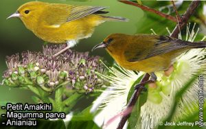 Petit Amakihi (Magumma parva - Anianiau) est une espèce des oiseaux de la famille des Fringillidés (Fringillidae)