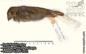 Petit Psittirostre (Rhodacanthis flaviceps - Lesser Koa Finch) est une espèce des oiseaux de la famille des Fringillidés (Fringillidae)