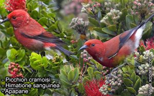 Picchion cramoisi (Himatione sanguinea - Apapane) est une espèce des oiseaux de la famille des Fringillidés (Fringillidae)