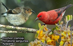 Picchion cramoisi (Himatione sanguinea - Apapane) est une espèce des oiseaux de la famille des Fringillidés (Fringillidae)